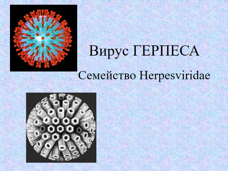 Вирус ГЕРПЕСА           Семейство Herpesviridae